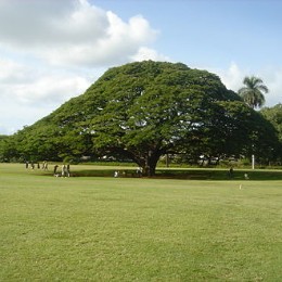 shibatoki
