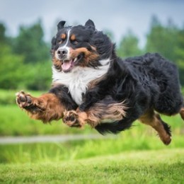 トト犬
