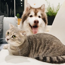キャット
