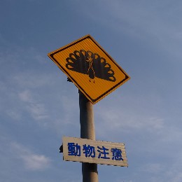 tachang