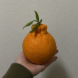 dekopon