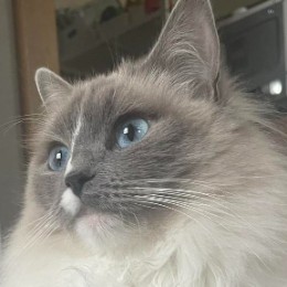 omochi