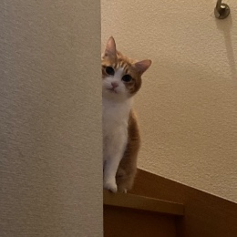 Myg