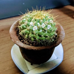 QuagCactus