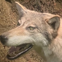 どくとりん