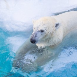 Polarbear08