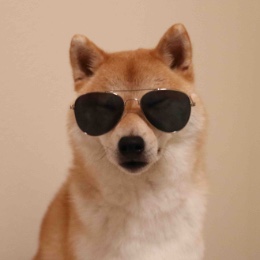 いぬしば