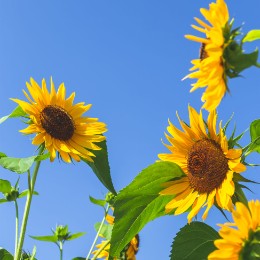 綾瀬　夏水（あやせ　なつみ）