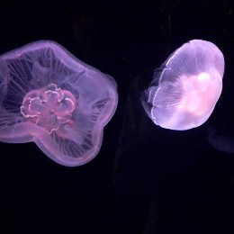 Komnena