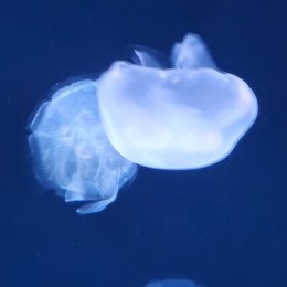 asazu taiga