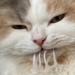 Raynya