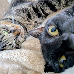 Tak0Kats