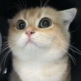 金田 るい子