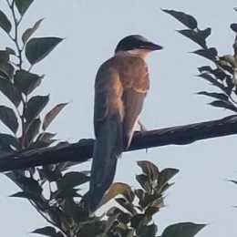 Kizitora