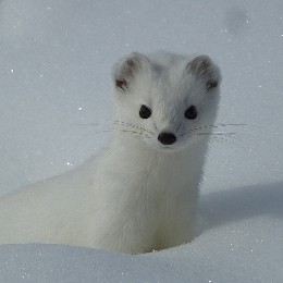 ermine