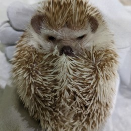 におにおぷん