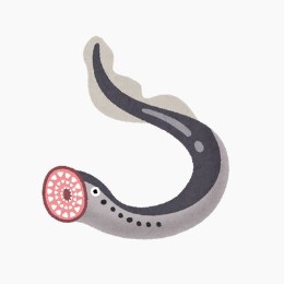 へだる