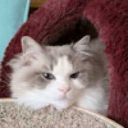 小林剛