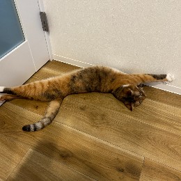 たなお