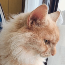 「‪✿SSRフォロー割あります‪‪‪様」専用ページ