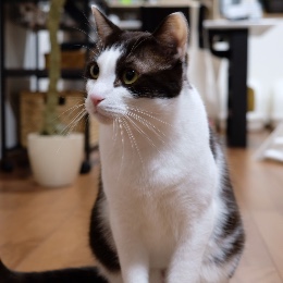 hosoya