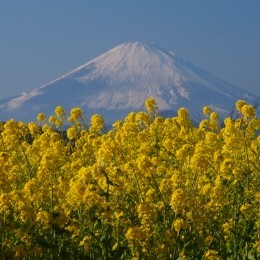 マツ