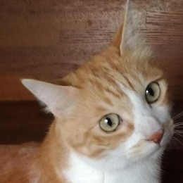 ktooi
