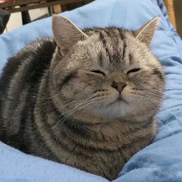 nekoyukichi