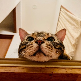 よしぽん