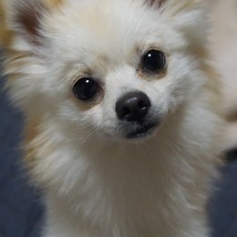 pocotsubu