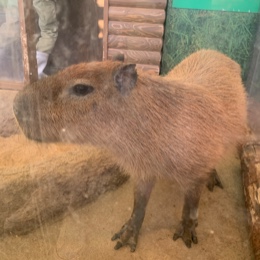 かぴばら