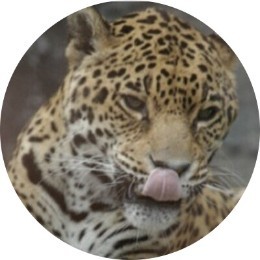 paichi81