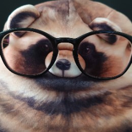 こんとんたぬき