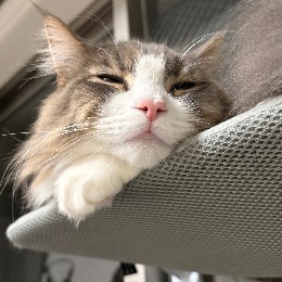 たかどん