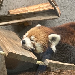 ばななうゆ
