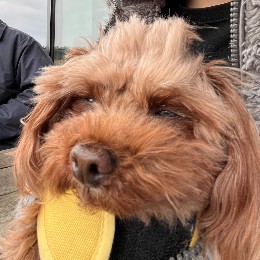 ﾓｸﾓｸｶﾝﾊﾟﾆｰ