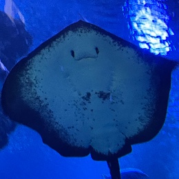 ふゆ
