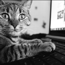 bitcat