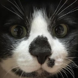 けのび