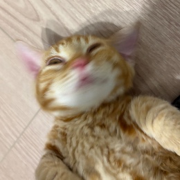 Shirai
