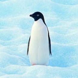 icedpenguin