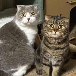 とーる