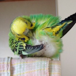 minikocha