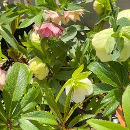 hellebores