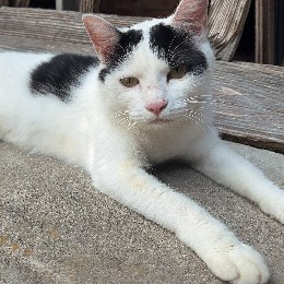 devneko