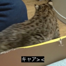 はやあ