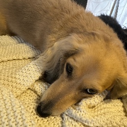 Wa
