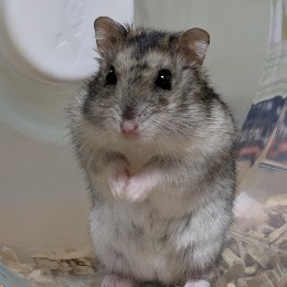 ハムのすけ