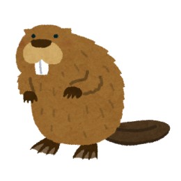 beaver3