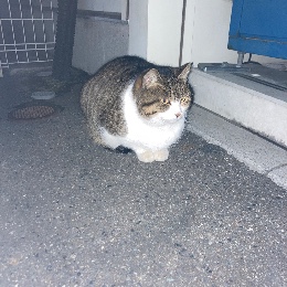 kumasysjp